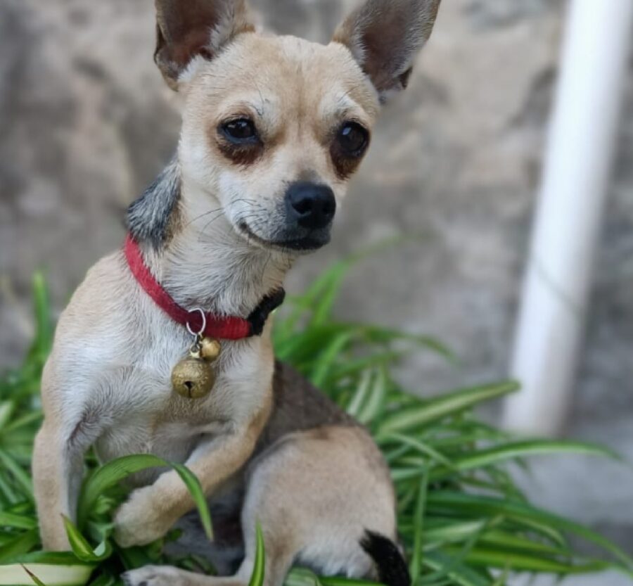 cane collare rosso con campanellino