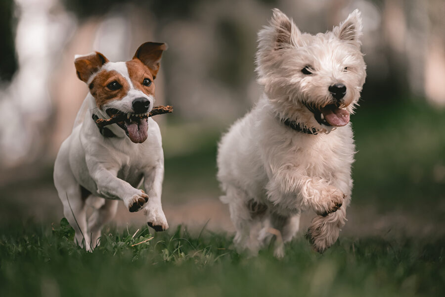 scegliere cani per anziani razze ideali