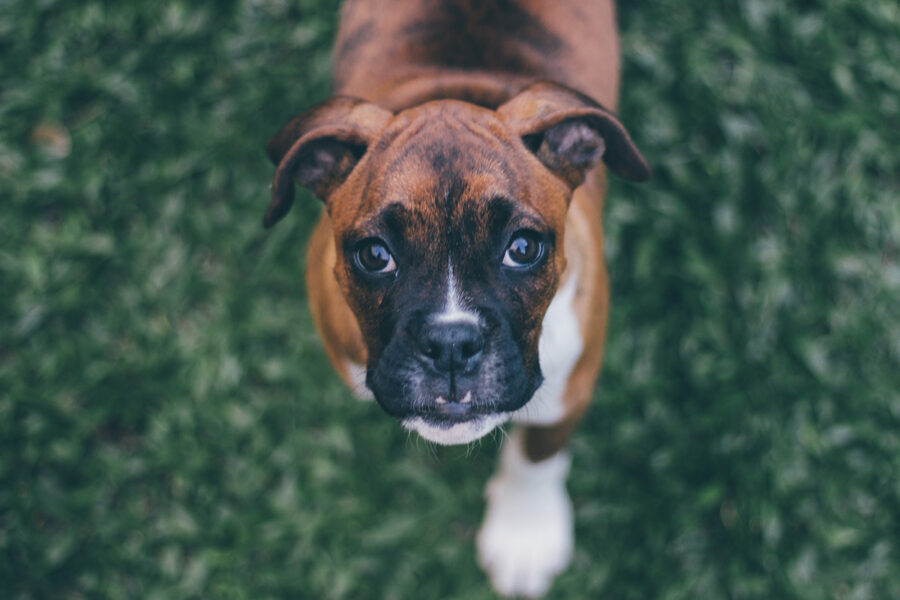 scegliere cani per bambini boxer