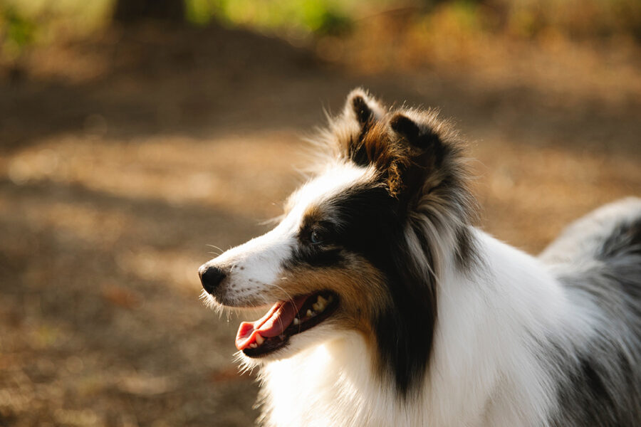 scegliere cani per bambini cane da pastore