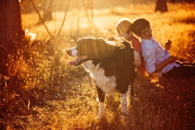 Come si fa a scegliere cani per bambini, andando sul sicuro?