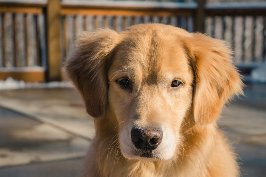 scegliere cani per bambini autistici