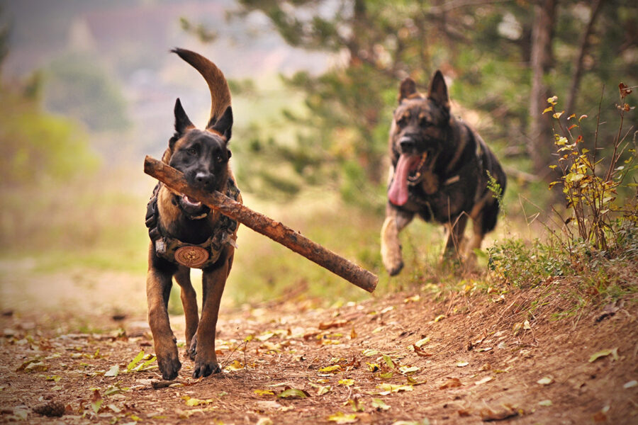 scegliere cani per bambini pastori tedeschi giocano