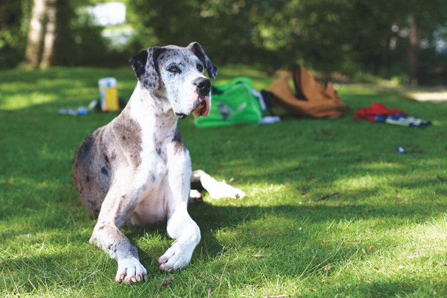 scegliere cani giganti per bambini