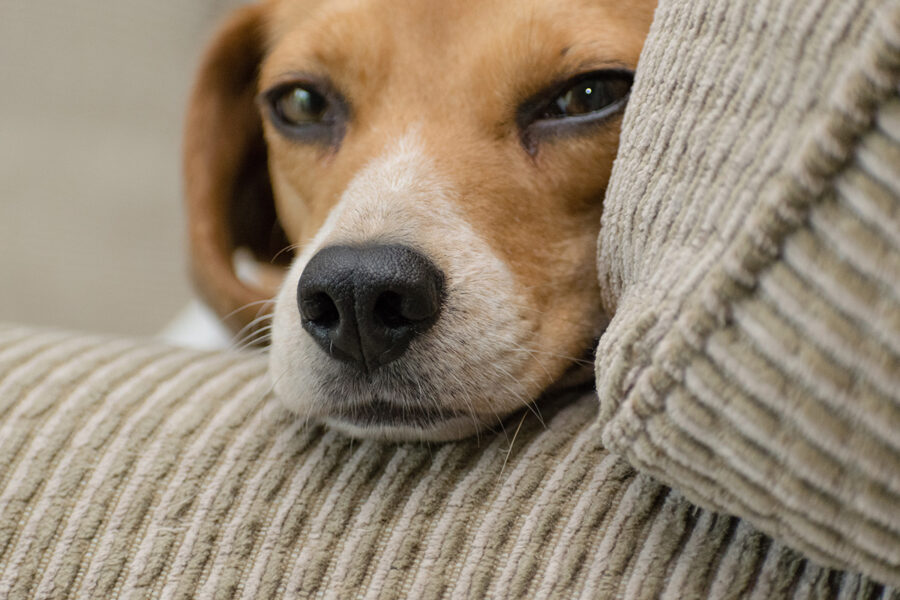 scegliere cani per bambini segugio