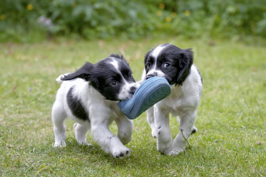 scegliere un allevamento di cani di razza