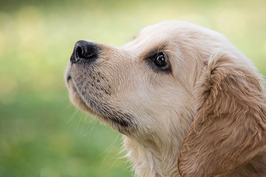 scegliere un allevamento di cani Golden Retriever