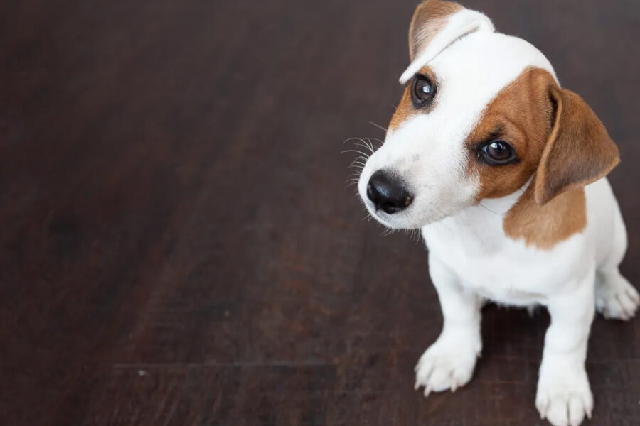 scegliere un allevamento di cani Jack Russell