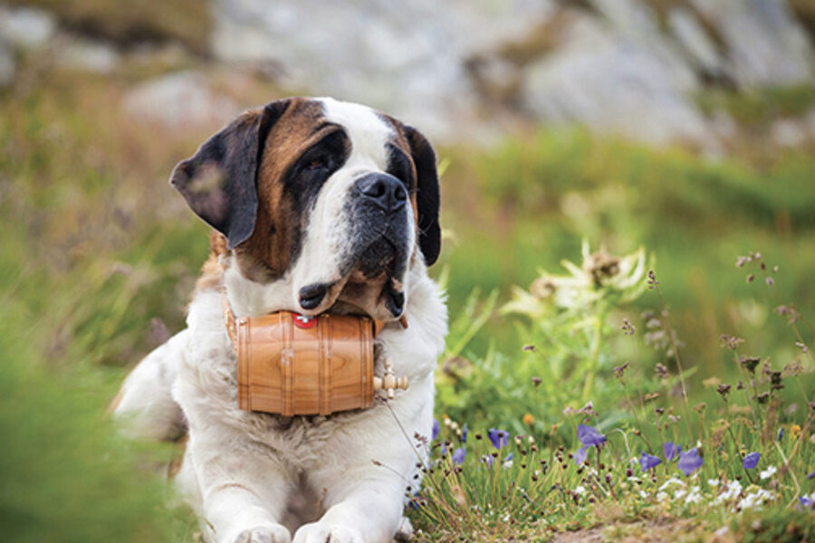 scegliere un allevamento di cani terranova