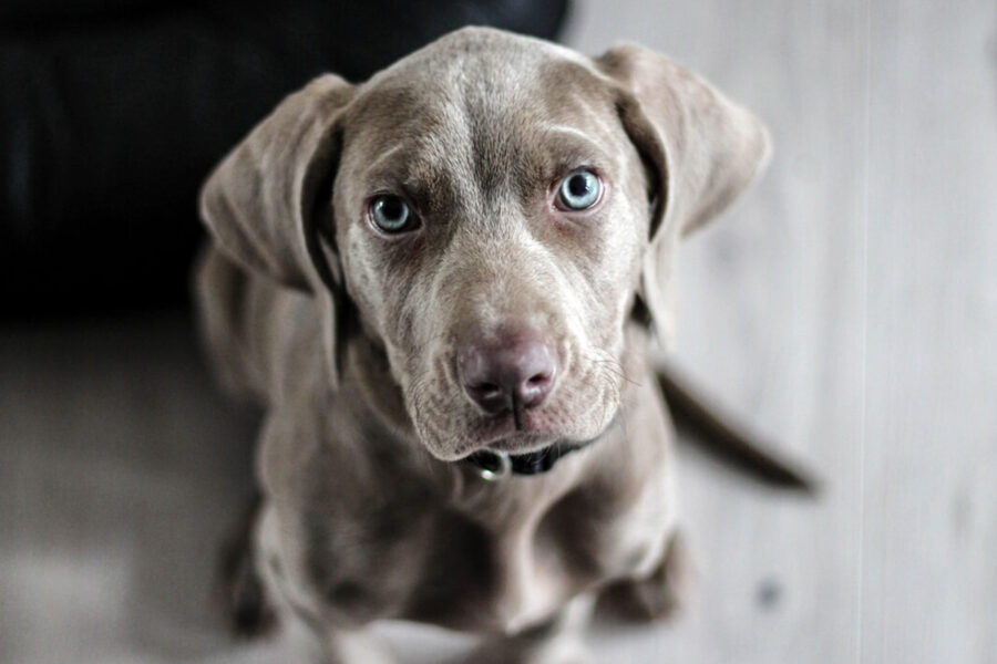 scegliere un allevamento di cani a pelo corto