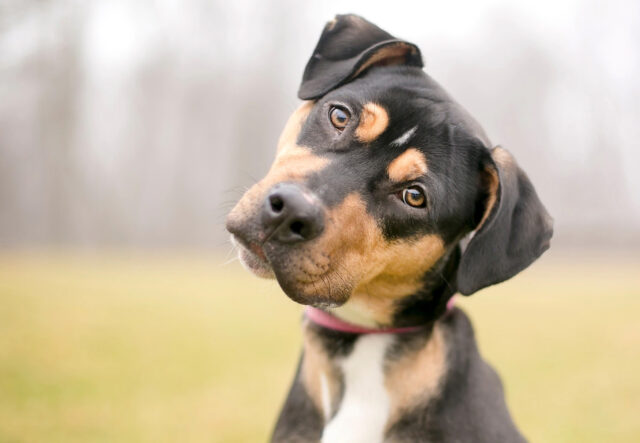 Come scegliere un allevamento di cani, trovando il migliore in assoluto