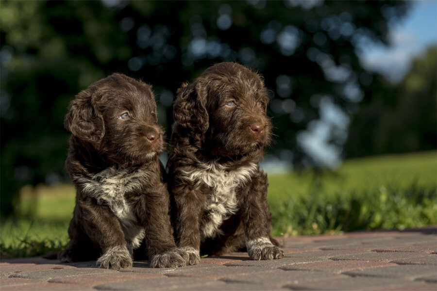 scegliere un allevamento di cani per evitare truffe