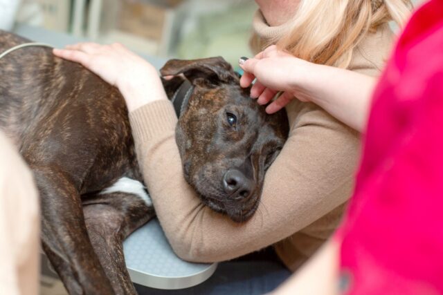 Che cos’è la sedia di Bailey, per cani affetti da megaesofago