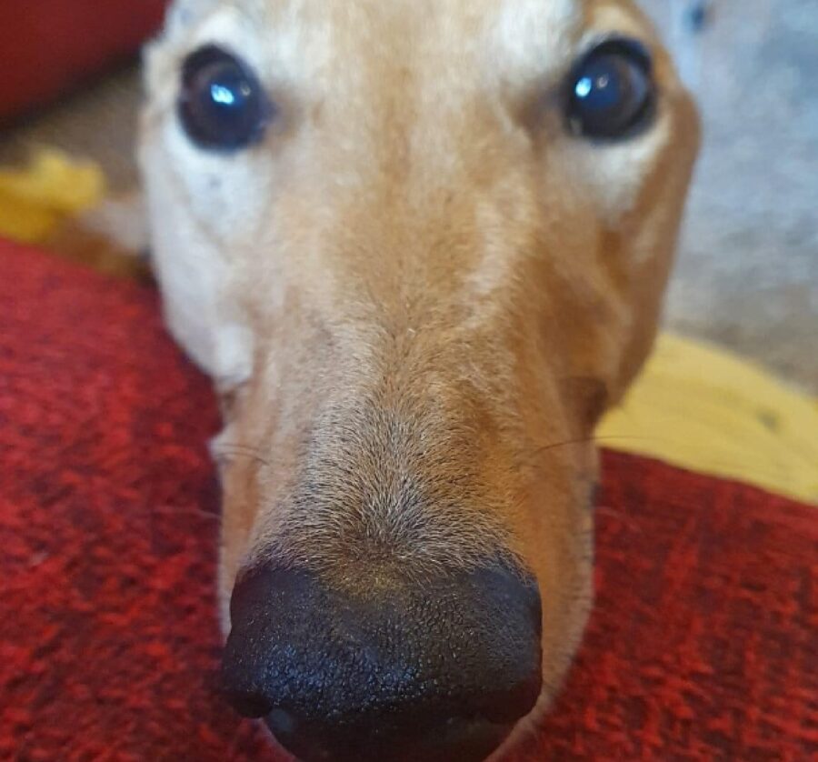 cagnolino occhi neri e grandi