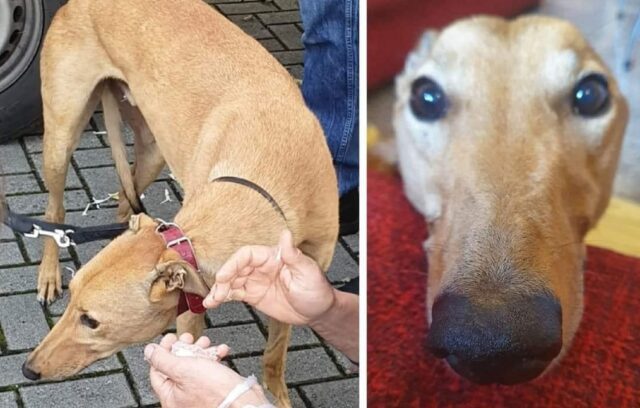 Sedriano, al via le ricerche per Fantabosco, il cagnolino di razza Greyhound è in fuga da alcuni giorni