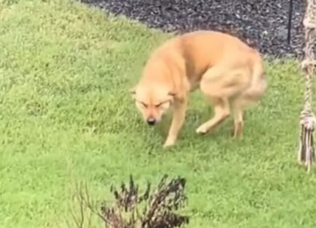 Il simpatico cane cambia immediatamente espressione quando si accorge della pioggia (VIDEO)