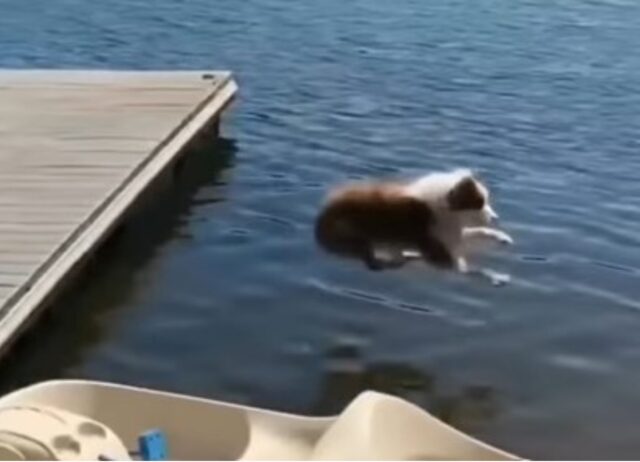 Il simpatico cane si diverte a tuffarsi dal molo ed usa una barca come rampa di lancio (VIDEO)