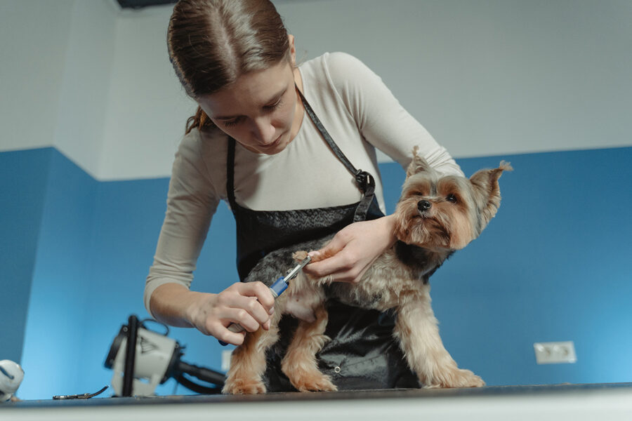 toelettatore per cani taglia unghie