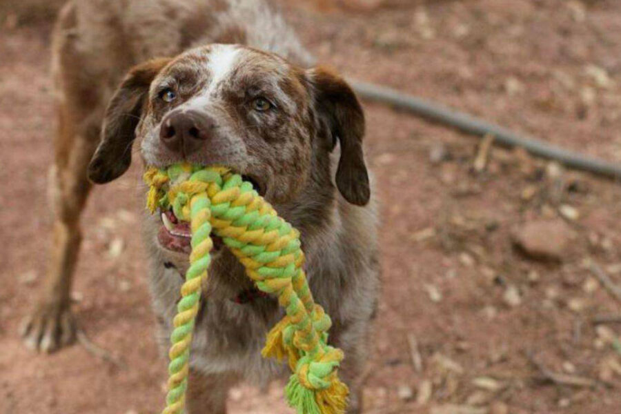 togliere un oggetto dalla bocca al cane che gioca