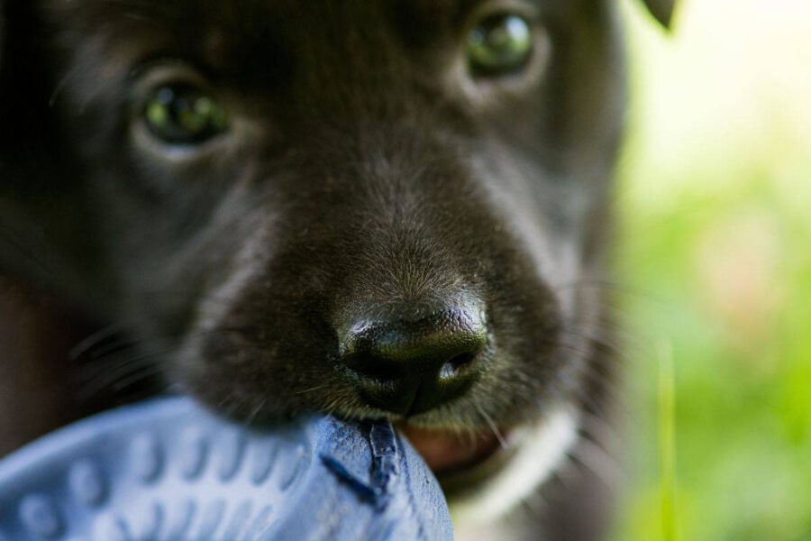 togliere un oggetto dalla bocca al cane cucciolo