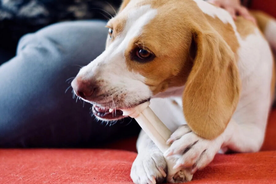 togliere un oggetto dalla bocca al cane ossa di pollo