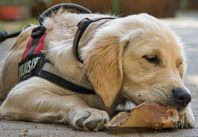 Come togliere un oggetto dalla bocca al cane, senza farsi mordere