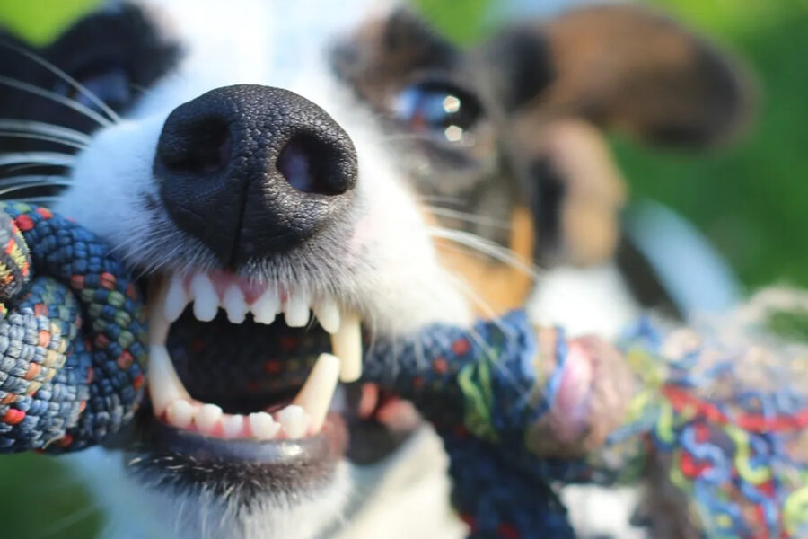 togliere un oggetto dalla bocca al cane nervoso