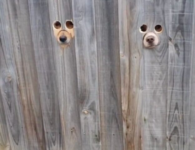 Due cani con vista panoramica direttamente dal giardino di casa (VIDEO)