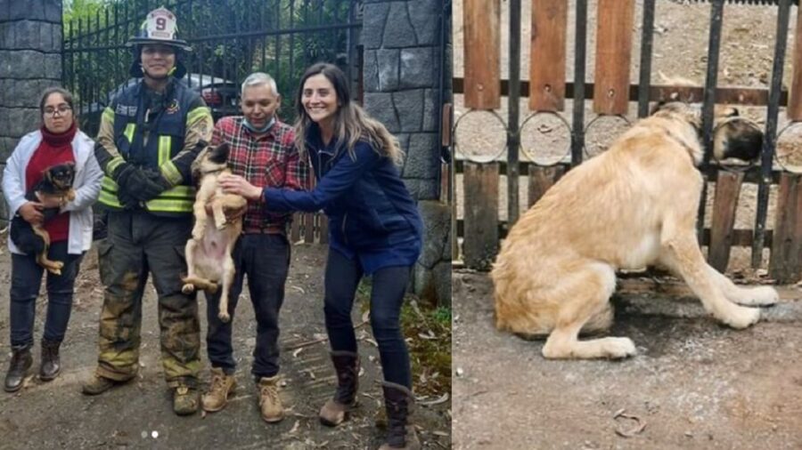 veri eroi salvano un cane