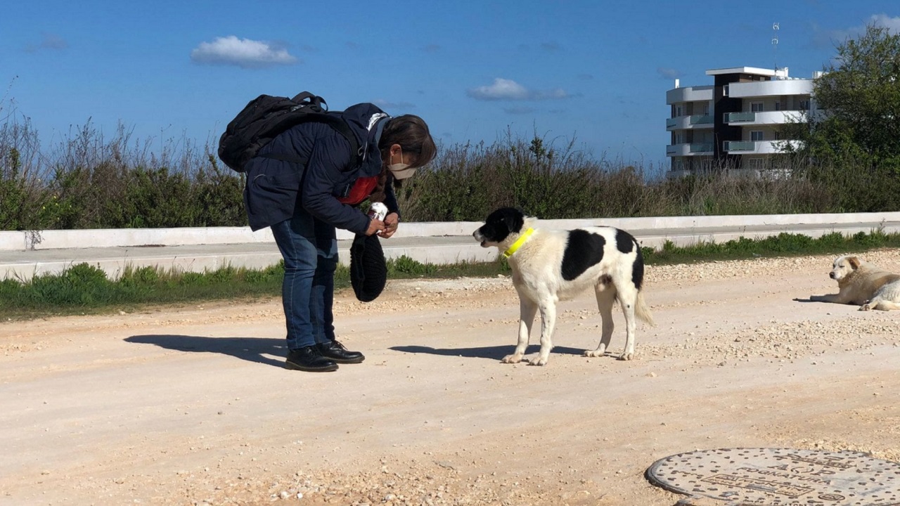 Willy il cane di Bari