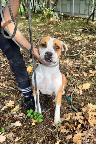 Xenia, la cagnolina tradita dalla sua famiglia umana cerca un’adozione per sempre