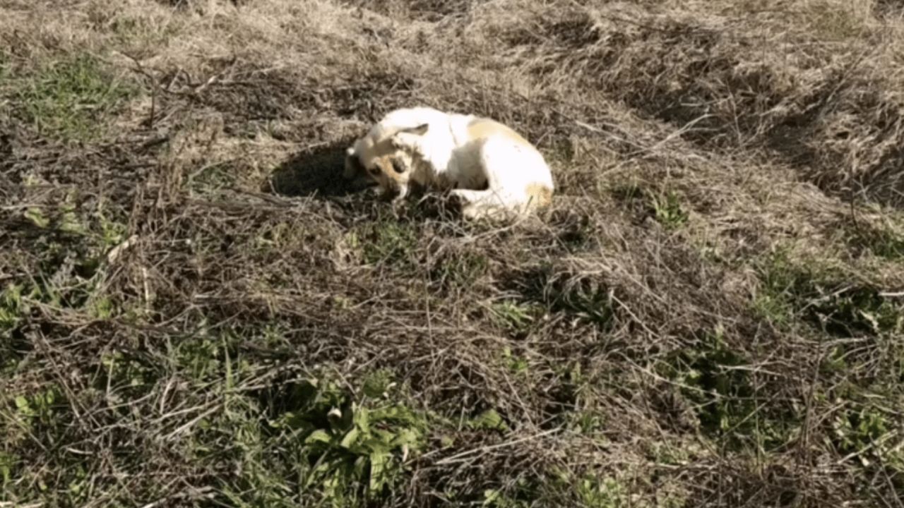 cagnolina aggredita e lasciata in fin di vita