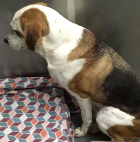 Il Beagle stava per lasciarsi andare, quando qualcosa è cambiato e lui è impazzito di gioia