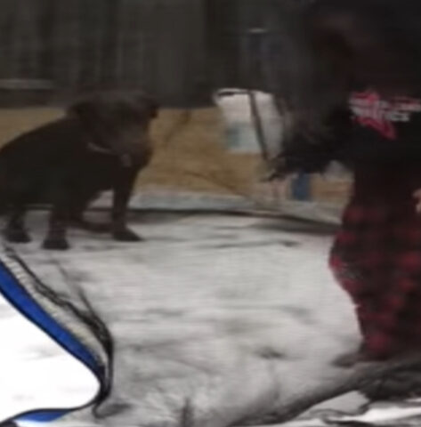 Cane scopre il trampolino innevato per la prima volta: si diverte tantissimo