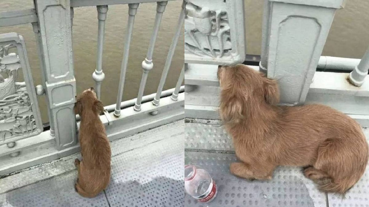 Cane fedele attende il padrone