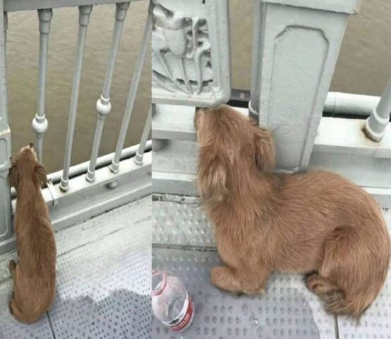 Il cane fedele aspetta ancora il suo padrone proprio nel punto in cui è saltato giù da un ponte