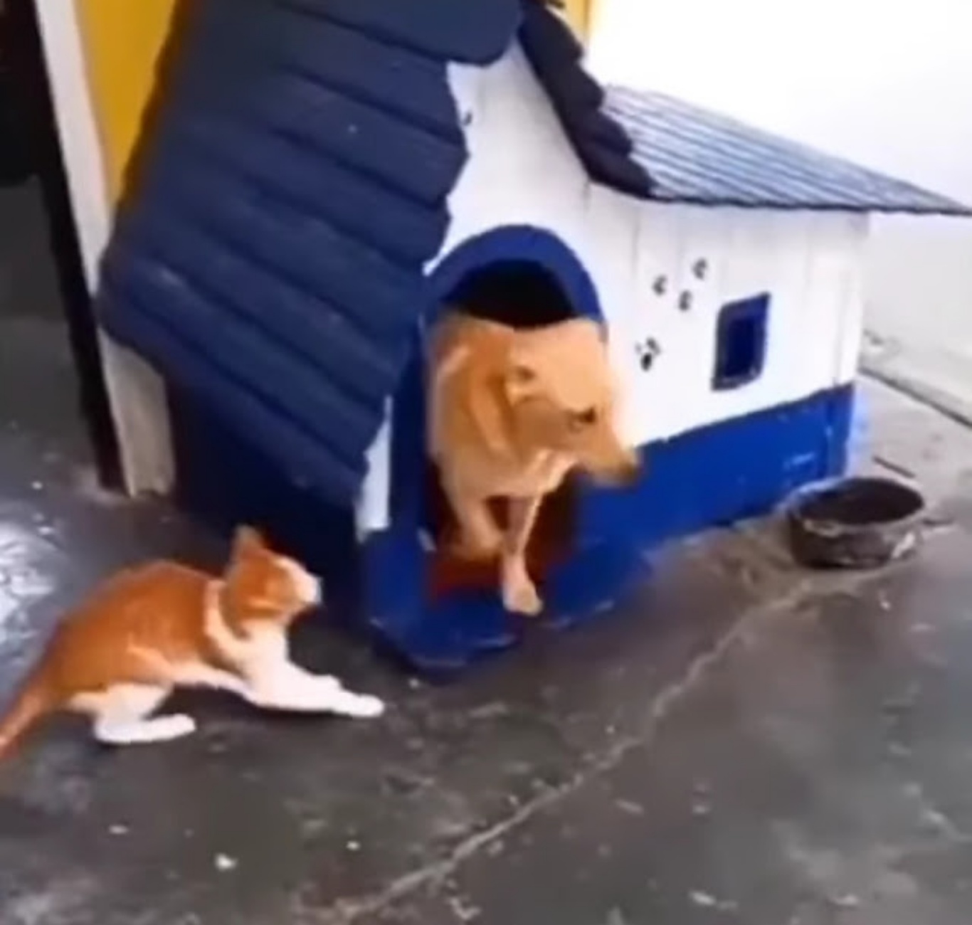 gatto e cane