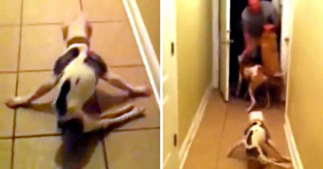 Cane paralizzato si precipita ad accogliere il suo papà soldato tornato a casa dopo una lunga assenza