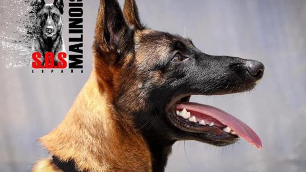 cane malinois