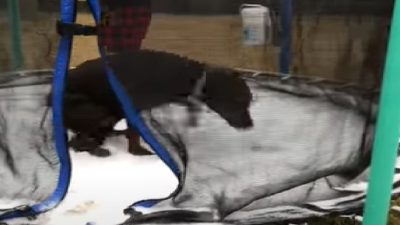 Cane scopre il trampolino innevato