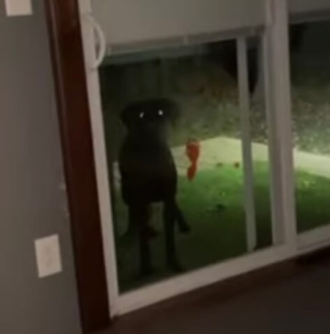 Cane fa paura bussando alla finestra