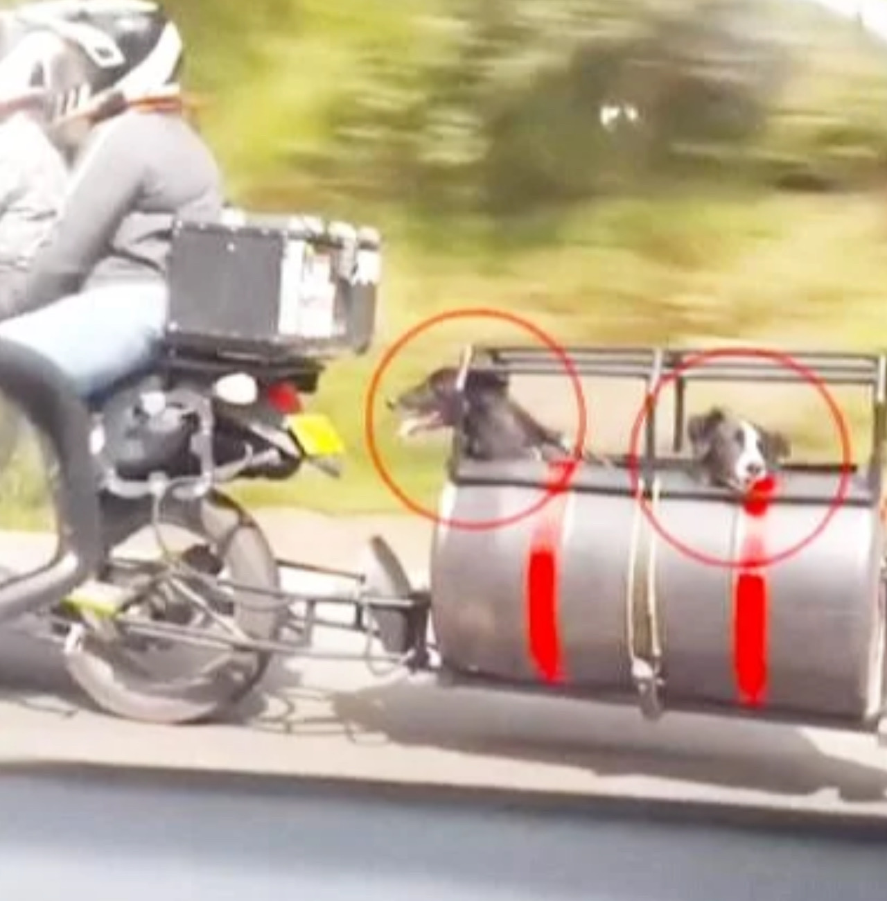 Coppia crea una cabina dietro la moto per portare i cani