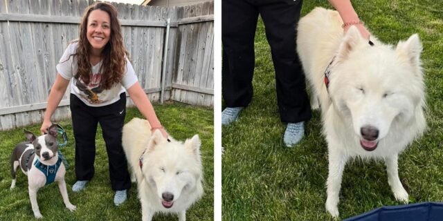 Diceva che era inadottabile, ma alla fine questo cane ha trovato casa insieme al suo migliore amico