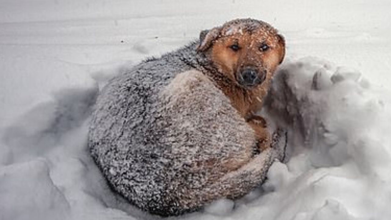 il cane salva la bambina