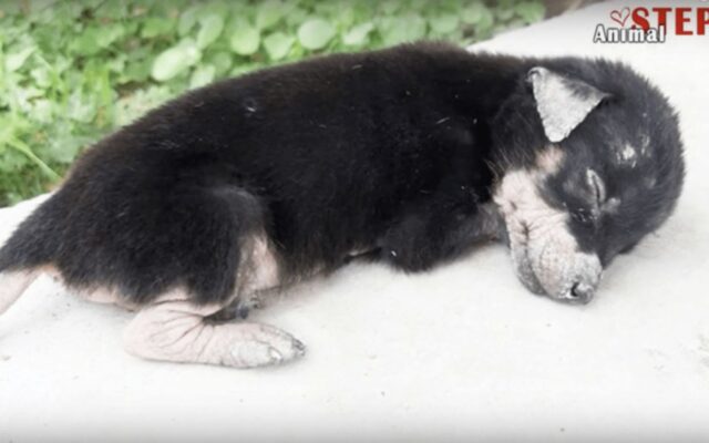 Ha incontrato un bambino: questo cucciolo di cane, sfinito, si addormentato sentendo il suo calore