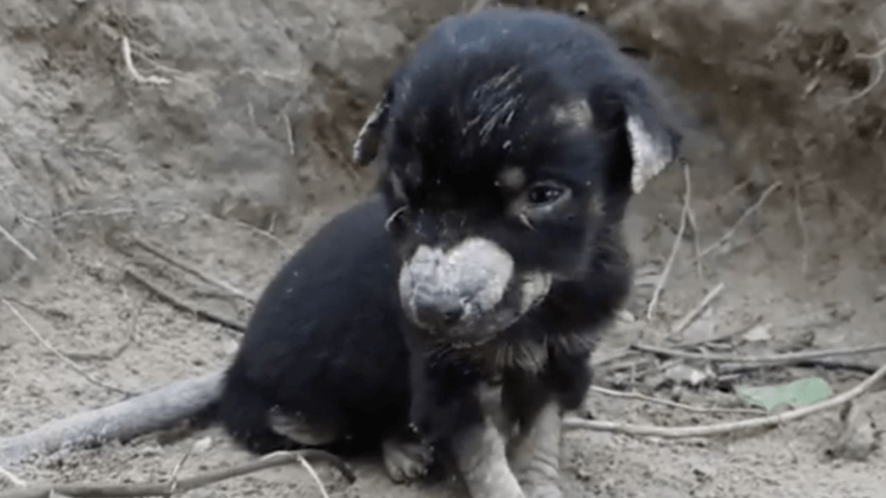 cucciolo ritrovato in fin di vita