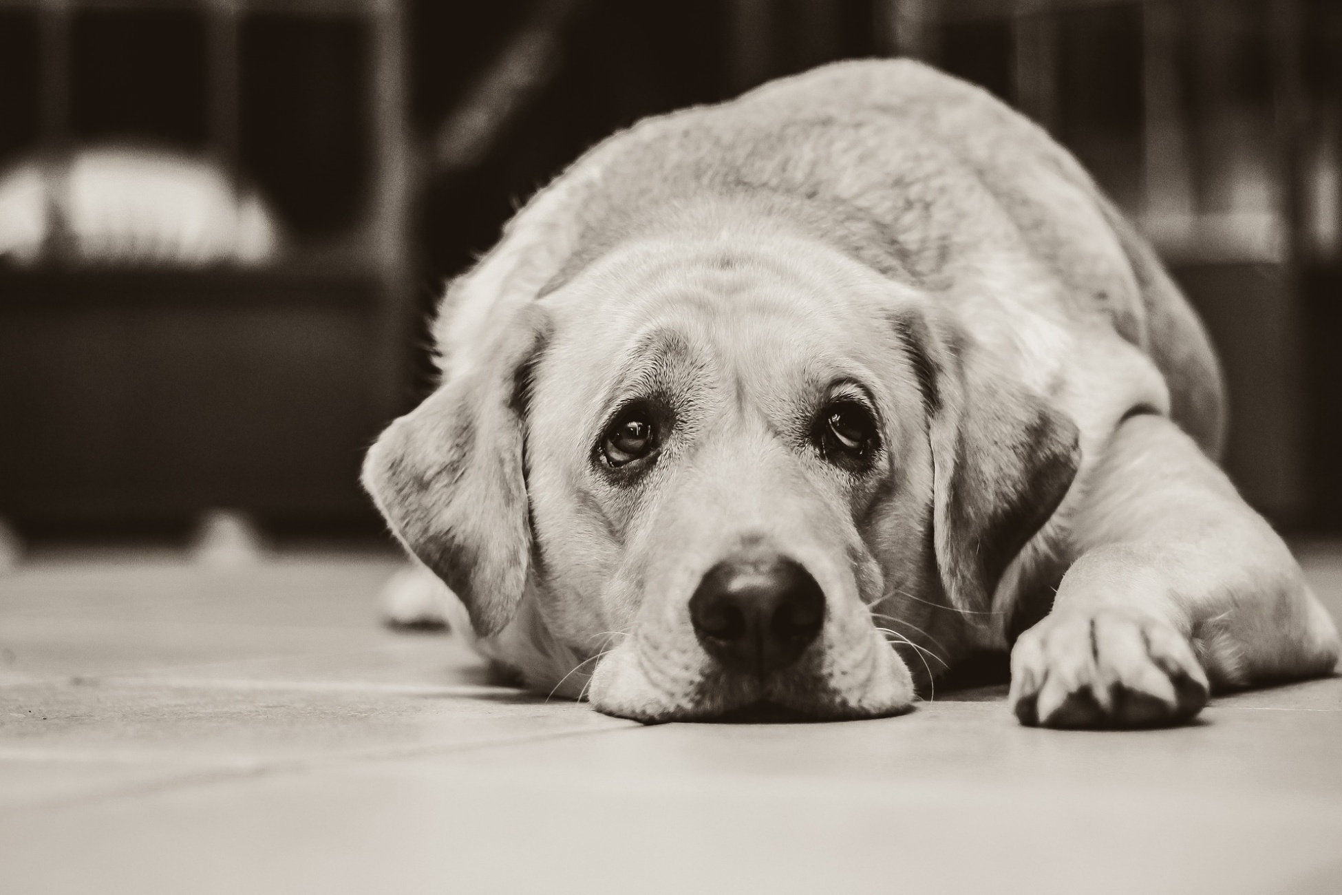 cagnolone tristissimo