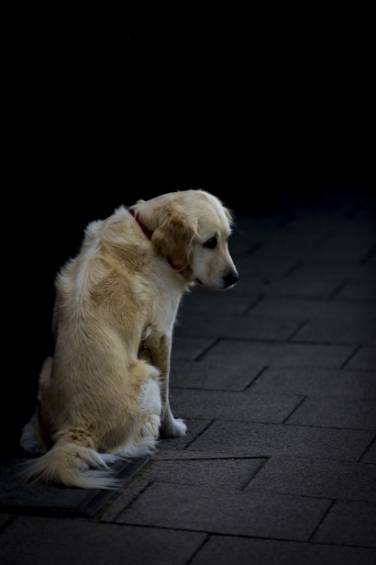 cagnolone triste