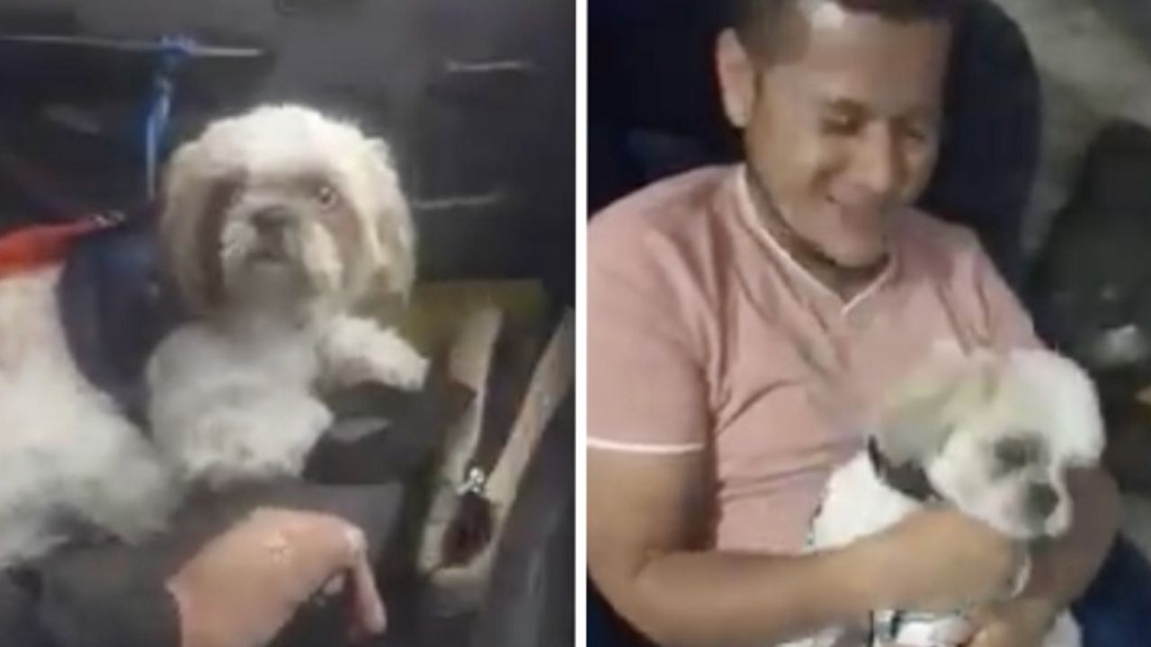autista del taxi abbraccia il cane