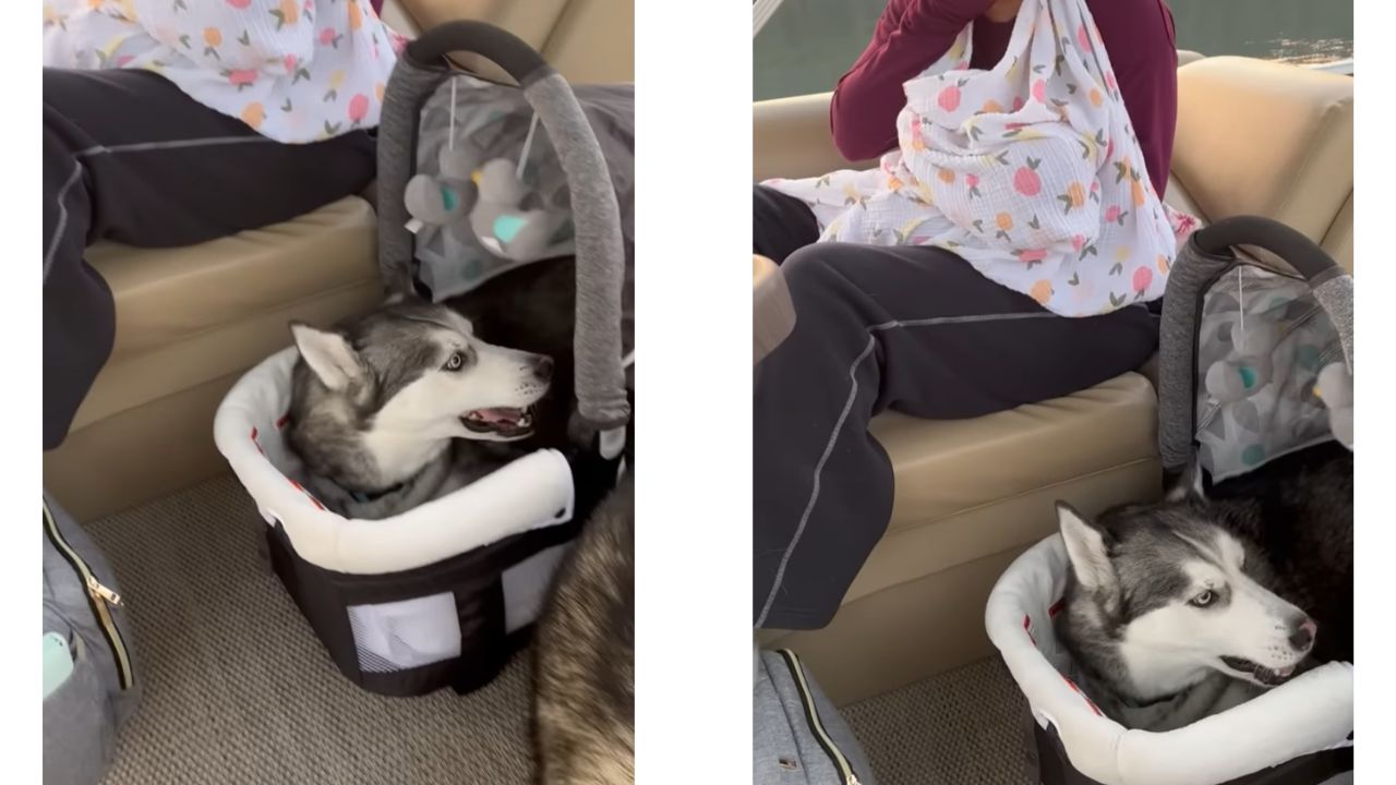 Husky ruba il passeggino